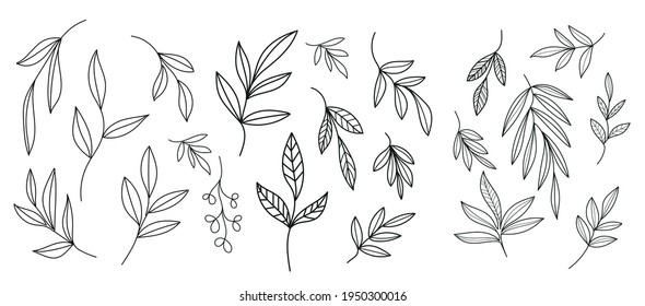 Set Graphic linear botanical nature elements. Vector design. Spring and summer concept. Minimalism graphic drawing. 