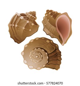 Set of graphic seashells in different angles of view. Vector marine illustration isolated on white background