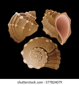 Set of graphic seashells in different angles of view. Vector marine illustration isolated on black background
