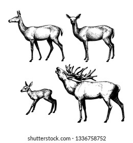 Set of graphic, shaded deers