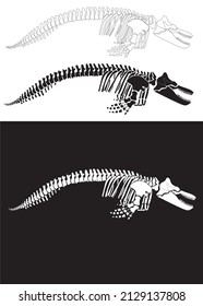 Set of Graphic skeleton of a killer whale on a white background. Vector illustration.