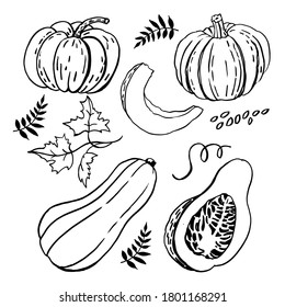 Set of graphic sketches of pumpkins. Vector illustration.  