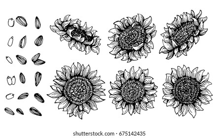 Set of Graphic sunflower and sunflower seeds