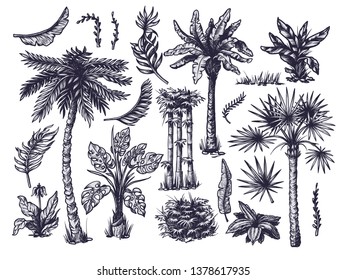 Set of graphic tropical trees such as palm, banana, monstera isolated. Vector