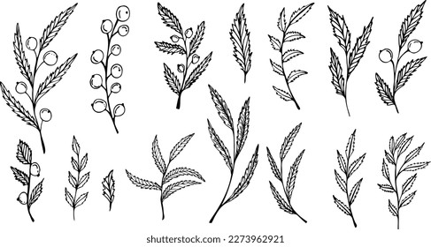 Set of graphic vector plant branches with leaves and berries. Vector elements for wedding design, logo design, packaging and other ideas