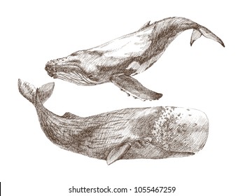 Set of Graphical hand painted whale isolated on white background. Vector illustration. Sperm whale and humpback whale