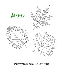 Set of graphical line leaves. Illustration for greeting cards, invitations, and other printing projects.