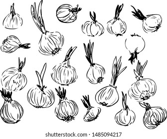 Set of graphical sketched onions. isolated hand drawn in black lines onion on a white background. Different shape and size onion. Simple design is perfect for decorations of cookbook and prints 