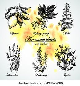 Set graphics aromatic plants on watercolor background. Set of graphic images. Illustration for greeting cards, invitations, and other printing projects.
