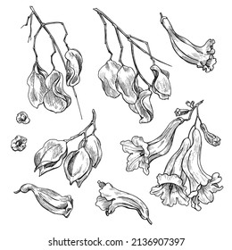 Set graphics flowers and seeds of Jacaranda tree vector illustration. Hand drawn sketch black and white elements	