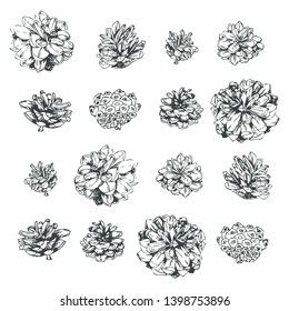 Set of grapical pine cones. Simple and elegant floral decorative elements. Botanical design for wedding cards and decorations. Fabric, wallpaper and other prints. Lineart. Autumn design elements