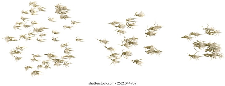 set of Grass on transparent background from the top view