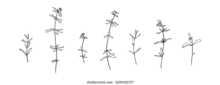 Set of grass outlines. Hand drawn herb collection. Black plants sketch vector on white background. Herb wildflower decorative print elements.