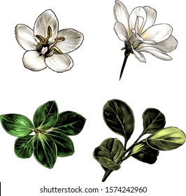 set of grass with small leaves and flowers, sketch vector graphics color illustration on white background