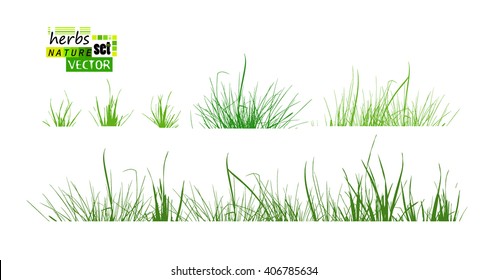 Set grass. Vector