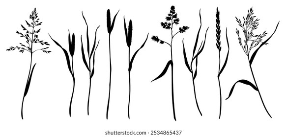 Set of grasses as bluegrass, cocksfoot, timothy, ryegrass, bents silhouettes. Hand drawn vector illustration. Botanical sketch painted by black inks. Graphic drawing for cards invitation package.