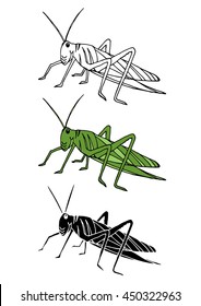 set of grasshopper animal hand drawn vector illustration design