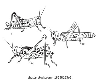 Set of grasshopper. Collection of standing insects. Leaping locust. Vector illustration of an insect on a white background.