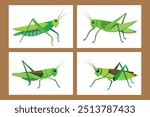 A set of Grasshoppers vector illustration