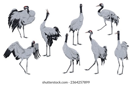 Set of gray cranes Grus communis in different poses. Realistic vector bird