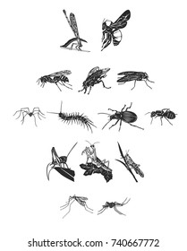 A set of gray insects. Flying insects. A spider, a grasshopper, a fly, a mosquito.