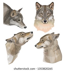 Set of gray wolf vector portraits. Illustration isolated on white background