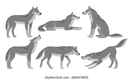 Set of gray wolves in different poses. Flat colored icons of canis lupus.