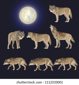 Set of gray wolves. Vector illustration on a full moon background