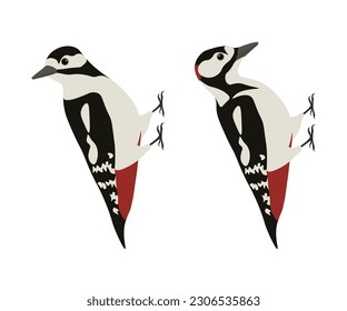 Set of  Great spotted woodpecker  bird. Dendrocopos major isolated on white background. Vector illustration.