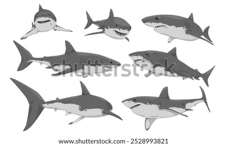 Set Great White Shark. Carcharodon carcharias. Realistic vector marine cartilaginous fish.