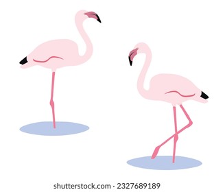 Juego de pájaro flamingo mayor. Phoenicopterus roseus aislado en un fondo blanco. Pájaro rosa parado y caminando en el agua. Ilustración vectorial.