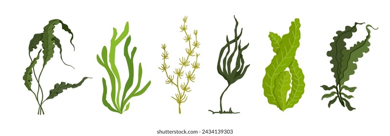 Set of green algae, various seaweeds. Vector graphics.