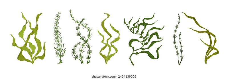 Set of green algae, various seaweeds. Vector graphics.