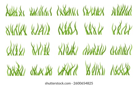 Set of green algae, various seaweeds. Vector illustration.