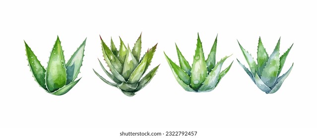 Conjunto de acuarela de aloe vera verde aislado sobre fondo blanco. Ilustración del vector