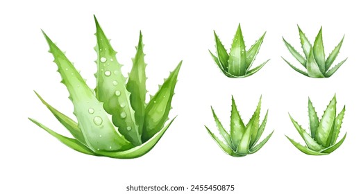 Set von grünen Aloe Vera Aquarell isoliert auf weißem Hintergrund. Vektorillustration