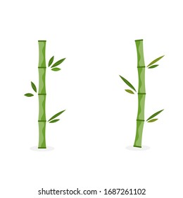 set of green bamboo branches and leaves on white. Vector illustration.