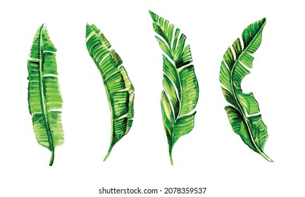 Conjunto de diseño de acuarela de hoja de plátano verde
