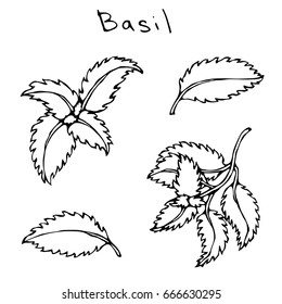 Set of Green Basil Herb Branch and Leaves . Realistic Hand Drawn Doodle Style Sketch. Vector Illustration Isolated On a White Background.