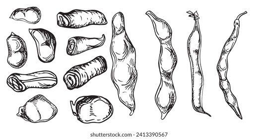 Set with green beans, string bean vector illustration isolated on white. Red kidney ink hand drawn. Beans pod with leaves black white graphic. Soybeans plant. For design wrapping, label, menu