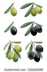 Set of green and black olives with leaves. Hand drawn image of organic food. Vector illustration.