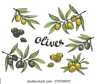 Set of green and black olives. Vector isolated objects.