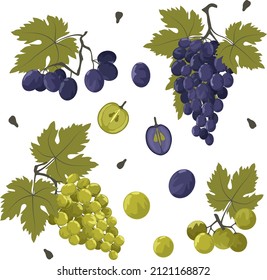 Conjunto de uvas verdes y azules con racimos, bayas individuales, semillas y hojas. Ilustración vectorial en un estilo plano.