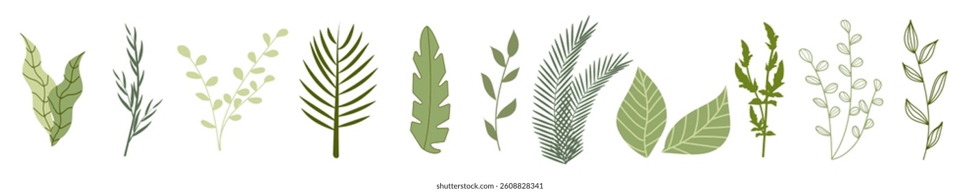 Set of green botanical branches. Hand-drawn and stylized leaves and herbs in various shapes. Perfect for eco design, packaging, wedding decor, natural cosmetics, and organic product branding. Vector.