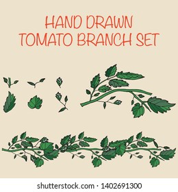 set of green branch of tomato and leafs. template for farm shop in hand drawn style.