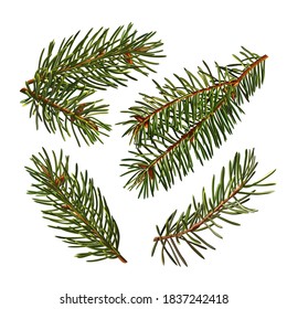 Conjunto de ramas verdes de un árbol de Navidad, ilustración vectorial aislada en fondo blanco.