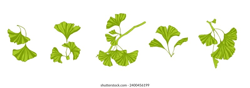 Set of green branches and leaves of ginkgo biloba.Vector graphics.