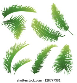 Set green branches with leaves of palm trees on a white background. Drawn from life. Vector