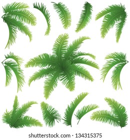 Set green branches with leaves of palm trees on a white background. Drawn from life. Vector