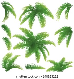 Set green branches with leaves of palm trees on a white background. Drawn from life. Vector